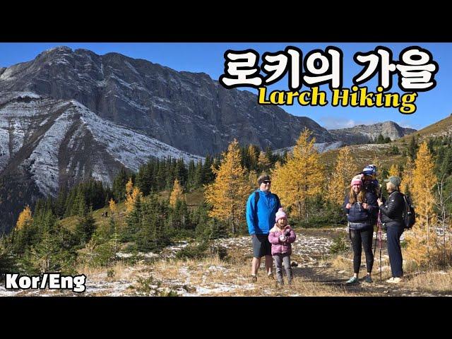 When the Canadian Rockies turn golden once a year, Larch Hike Alberta Canada