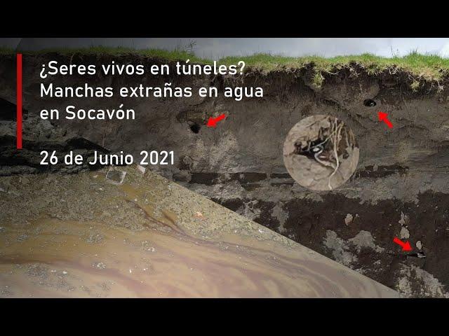 ¿Más seres vivos? El Socavón con lente x4 Zoom a detalle.. nuevos descubrimientos (26 de Junio 2021)