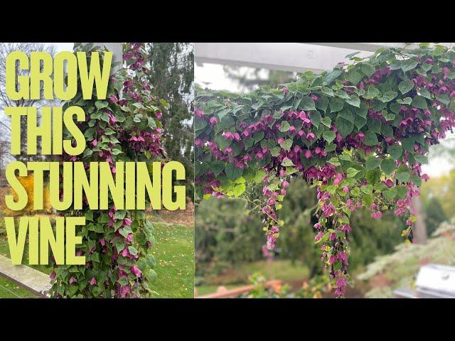 How to grow purple bell vine