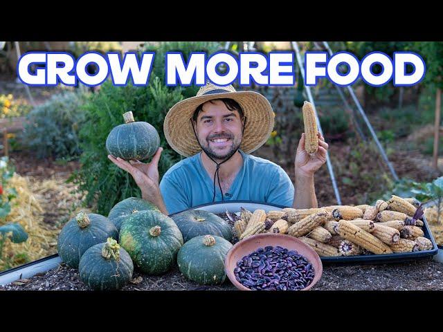 My Three Sisters Garden Produced More Food Using Less Space!