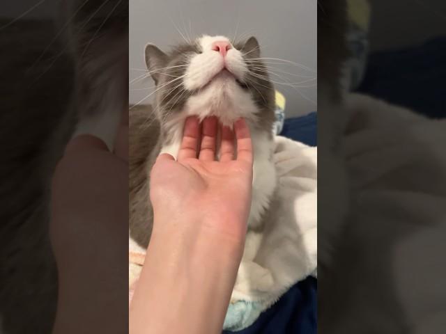 Petting cat