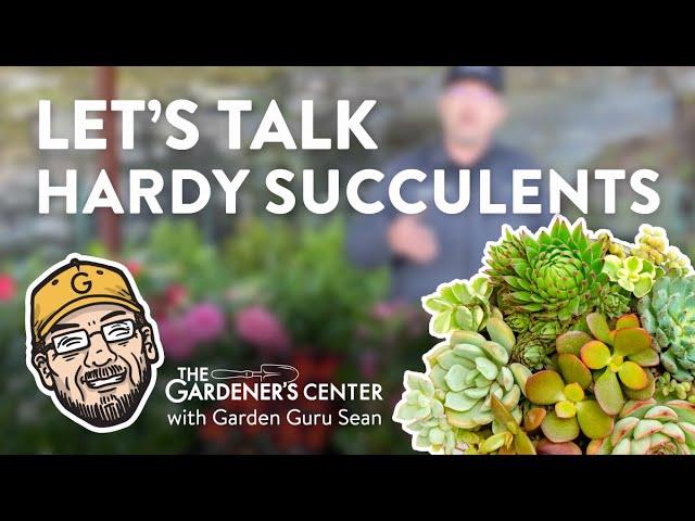 Let's Talk Hardy Succulents 🪴 Garden Guru Sean at The Gardener's Center