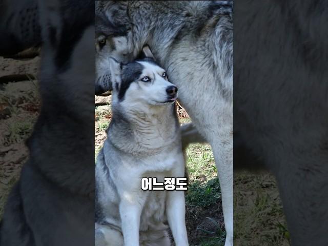 허스키와 늑대의 크기 차이 체감