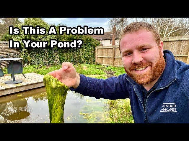 How To Manage BLANKET WEED In Your POND