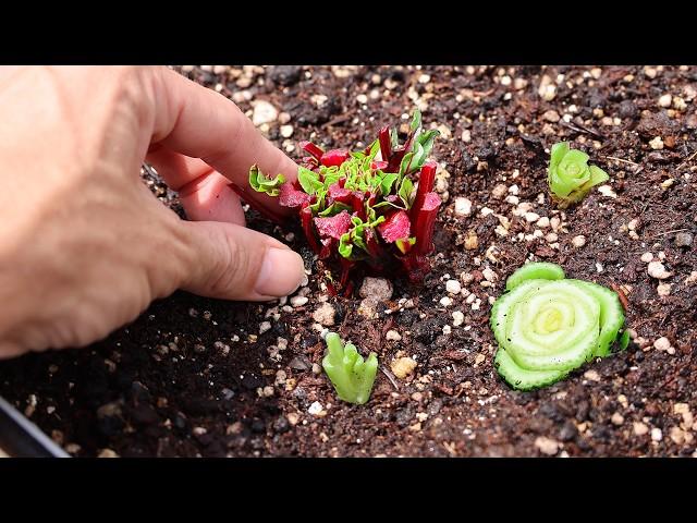 What Happens When You REGROW Veggies From the Store?