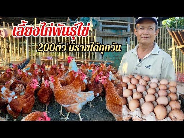 เลี้ยงไก่พันธุ์ไข่ สร้างรายได้ทุกวัน เลี้ยงง่ายๆ ขายไข่ไก่ทุกวัน ขายไข่วันละ4-5แผง