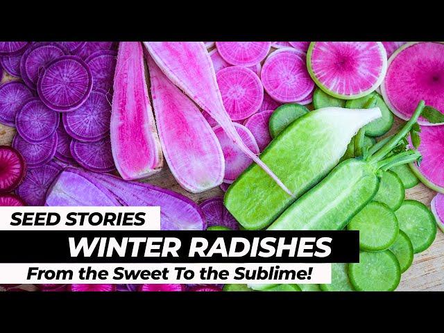 SEED STORIES | Winter Radishes: From the Sweet To the Sublime