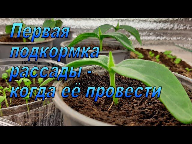 Первая подкормка рассады - не допустите эту ошибку!