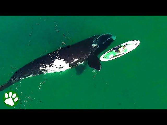 Riesenwal nähert sich ahnungslosem Surfer