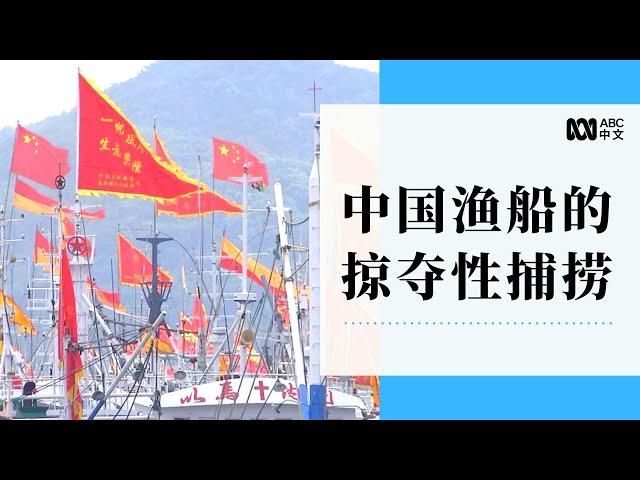 “闯深海，捕大鱼” 中国远洋渔船的全球掠夺性捕捞丨ABC中文