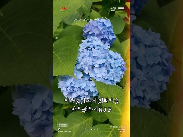 [파주출판도시] 여름수국 미디어랩 이유 스튜디오 #아트팩토리NJF #출판사 #예술인 #작업실