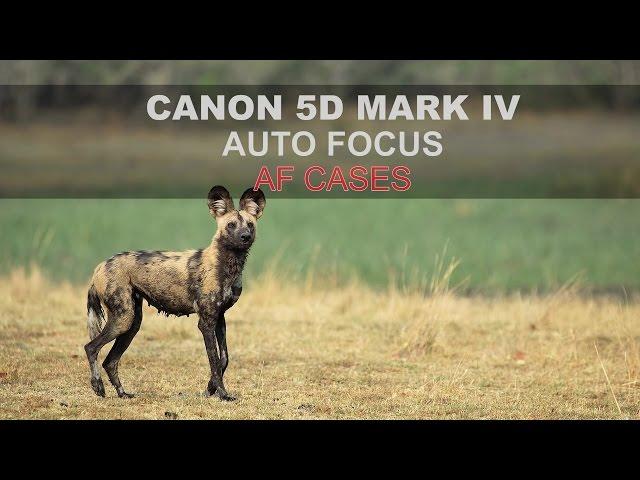 Canon 5D Mk IV - Autofocus: Part 4/4 -  AF Cases
