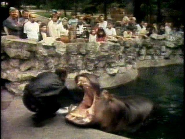 Belgrade zoo - Beo Zoo Vrt - Zooloski vrt grada Beograda 1989.