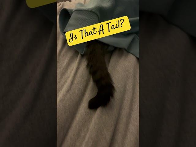 Is That A Tail? ￼