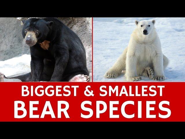 Largest and Smallest Bear Species – Interesting Animal Facts and Information