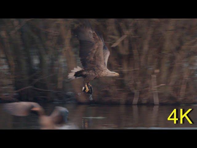 White-tailed Eagle hunts Coot - Fresh Meat for the Familly