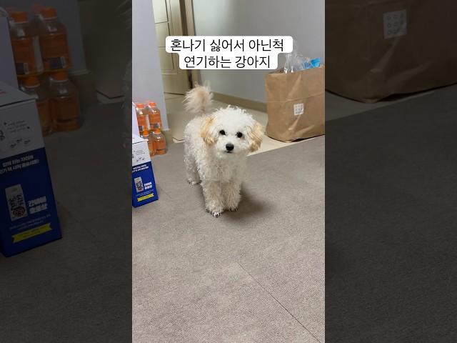 혼나기 싫어서 아닌척 연기하는 강아지 #shorts #강아지 #연기