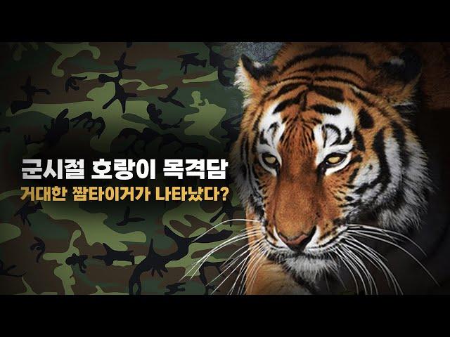 전방 군인들이 호랑이를 보았다?! | 군시절 대형맹수 목격담 이야기