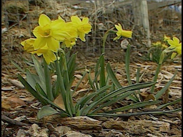 Antique Tulip Bulbs