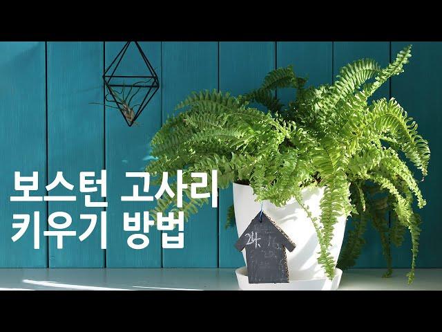 보스턴 고사리 키우기