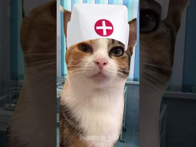 Врач пришёл брать кровь у котиков /автор звука:@prikhaaa