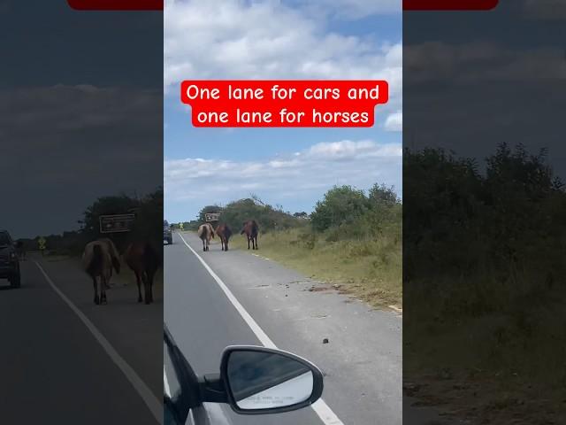 The horses know the law 