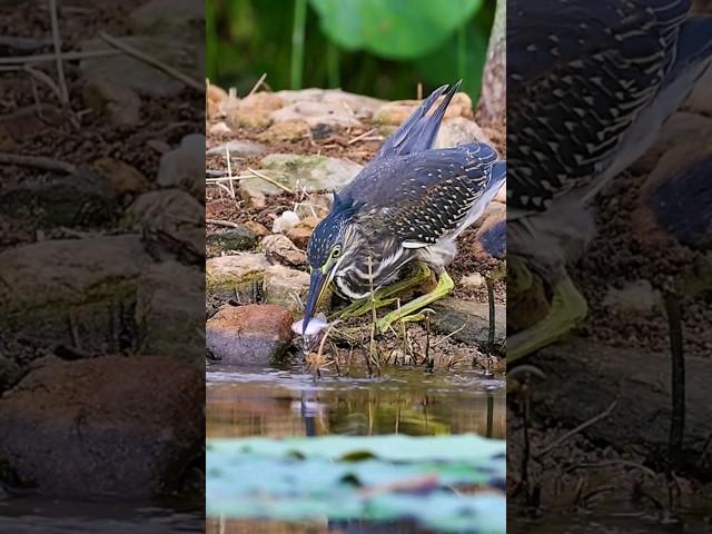 See how this bird hunts fish #pets #nature #animals #cuteanimalclips #nature #birds