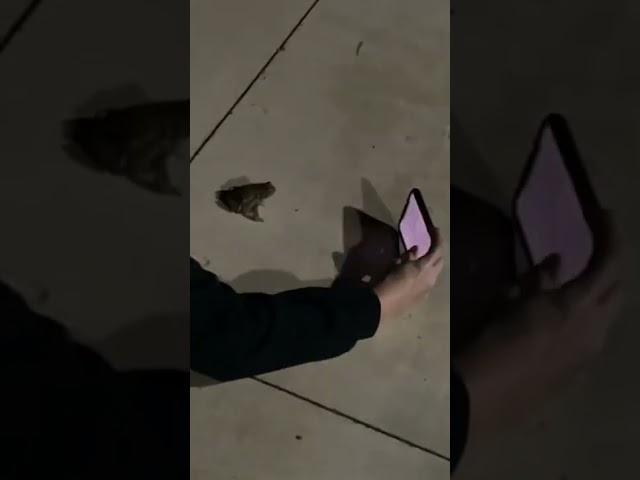 Girl Takes Selfie With Frog On Floor At Night