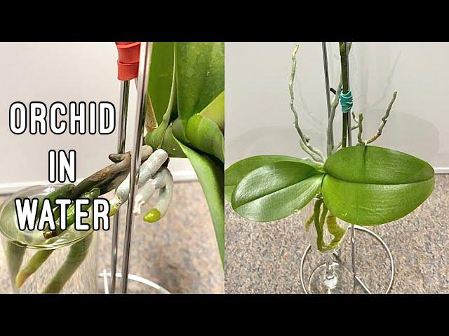 How to Grow Orchids in Water