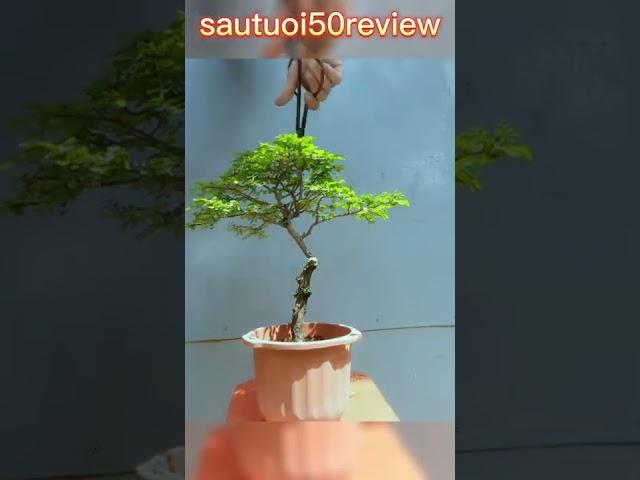 If you want to make a mini bonsai tree summarizing a small scene sautuoi50review P12