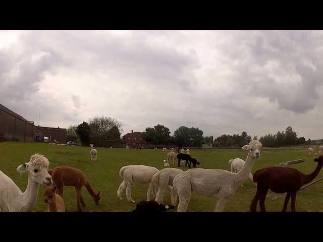 Alpaca Trekking Experience in Kent