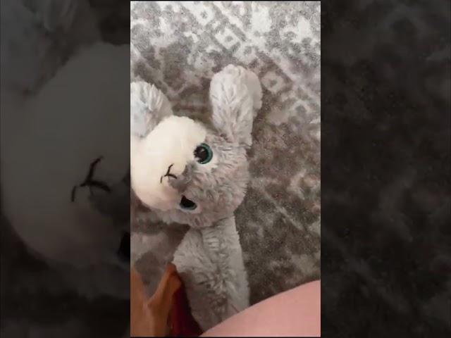Это что за хулиганство? Это натуральный шелк Иржик! Щенок пражского крысарика знакомится с шелком)