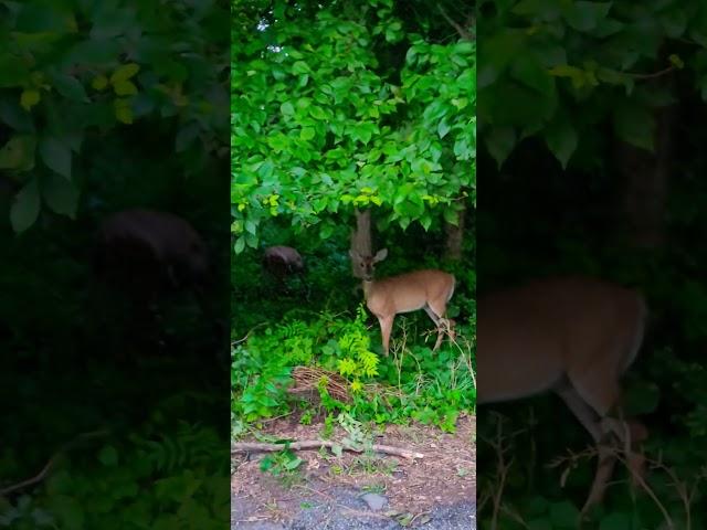 Young curious deers meet us on the walk #deer #forest #nature #animals #evening #deers
