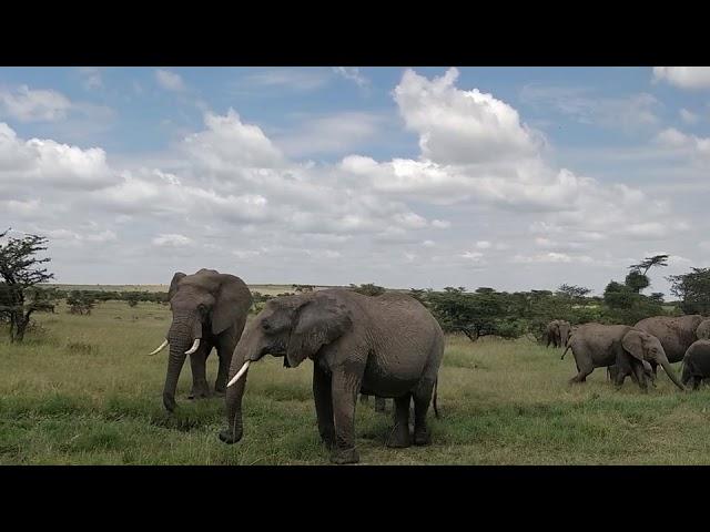 Indigo Safaris on American Outdoors TV Channel