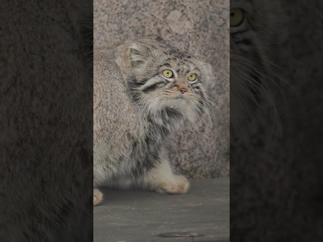 Timofey the Pallas's cat hunting