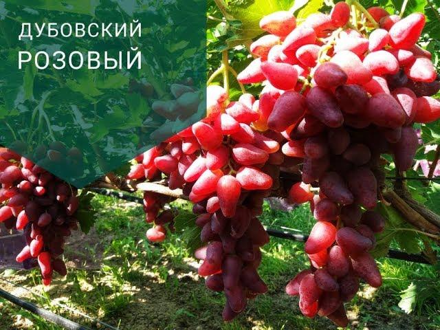 Дубовский розовый - влияние подвоя, нагрузка, треск.