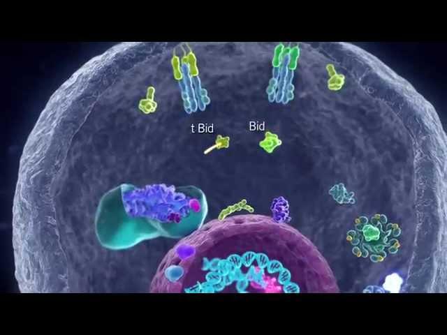 Apoptotic Pathways