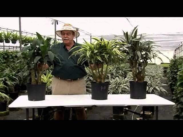 Dracaena Bonsai Stumps 10in 3-25-13