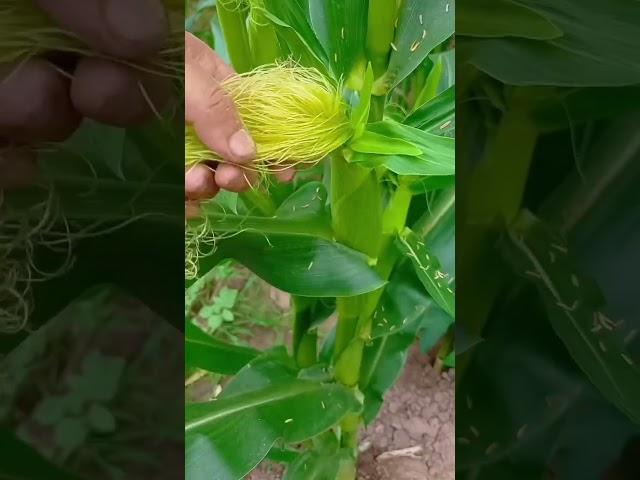 #villagelife#farming#agriculture#planting #rurallife#enjoyrurallife #enjoyrurallife#satisfying