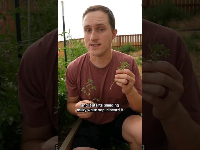 One of these weeds is edible, the other is toxic! #foraging