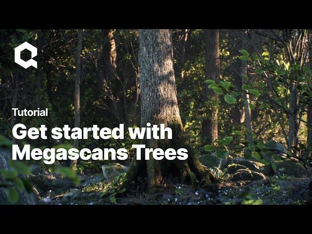 Get started with Megascans Trees