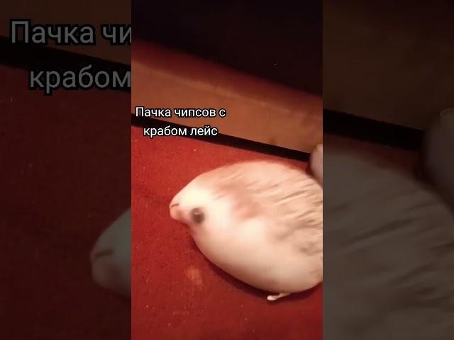 хмм, что выбрать? #блоптоп #блоп #прикол #голубь #мемы  #мем #белка #таракан #memes