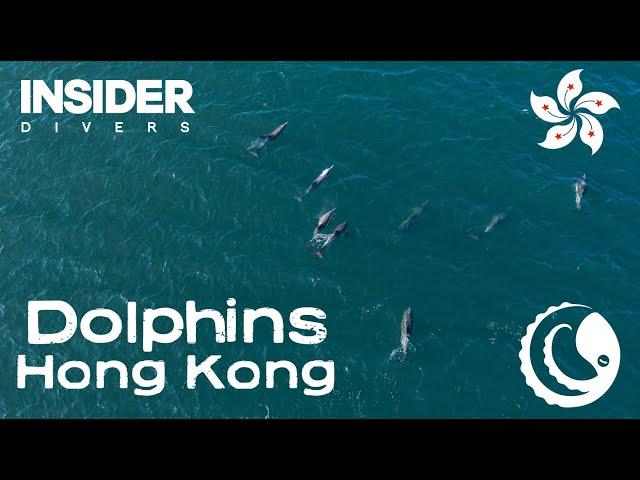 Dolphins in Hong Kong