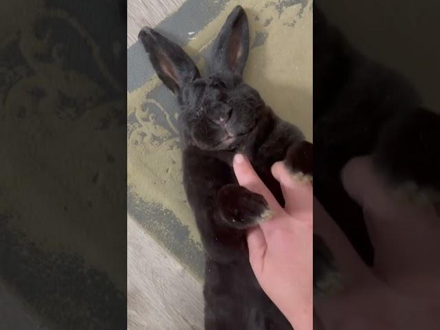 Lazy rabbit!