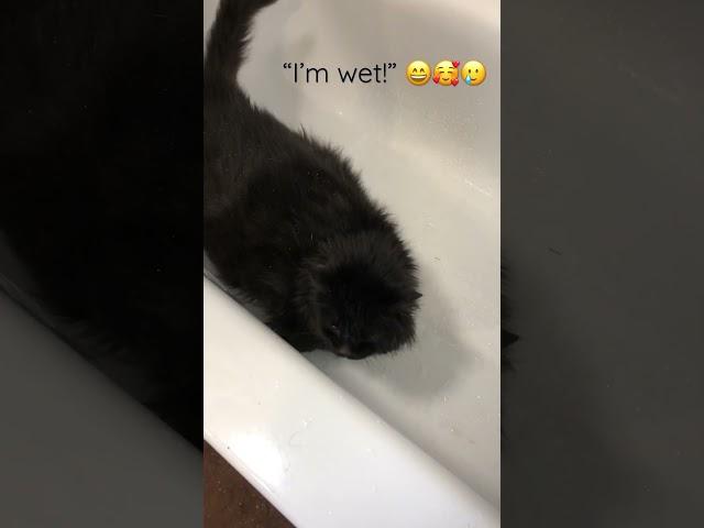 “I’m Wet!” Midnight gets a bath