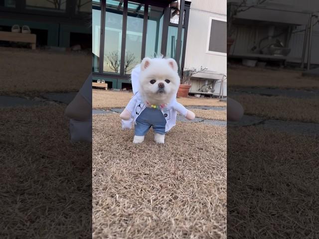 찍지마라!  바쁘다 바빠  #샤샤의하루 #귀여운강아지