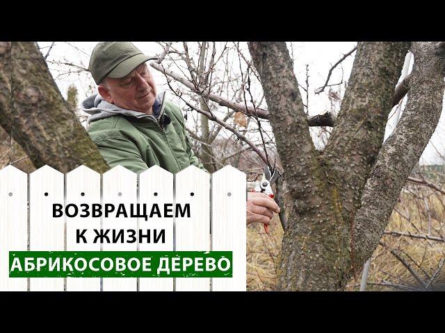 Вторая жизнь АБРИКОСА. Кардинальная ОМОЛАЖИВАЮЩАЯ ОБРЕЗКА