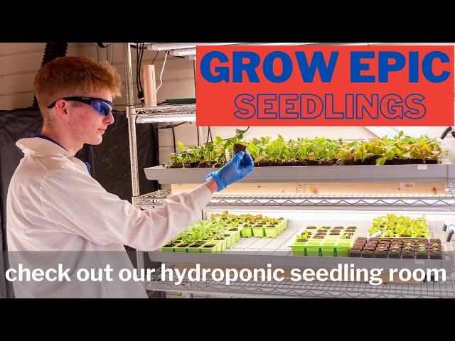 Seedleaves walkaround- how we grow your seedlings