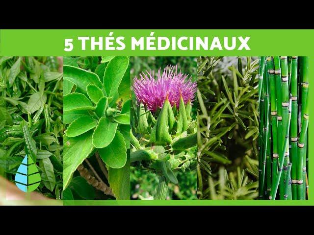 5 THÉS MIRACULEUX à INCLURE dans votre ALIMENTATION  (Infusions de Plantes Médicinales)