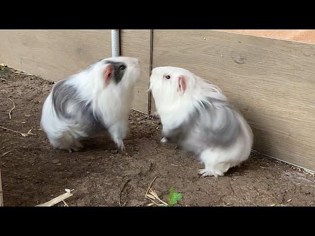 Guinea pig brothers fight for dominance